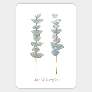 Baby Blue Eucalyptus. Watercolor illustration. Sticker